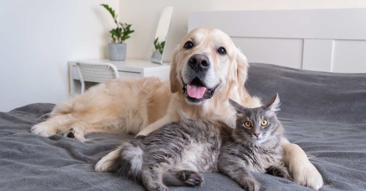 A dog and a cat are lying on a bed together, looking at the viewer. The dog is a white Labrador and the cat a Maine Coon.